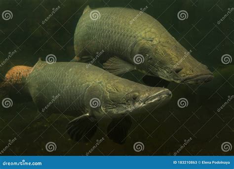 The Arapaima Giga Pirarucu Giant Arapaima Stock Image Image Of