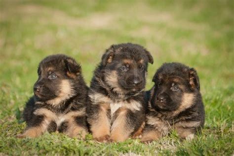 Trained And Fully Vaccinated 3 Months Old Alsatian Puppies For Sale