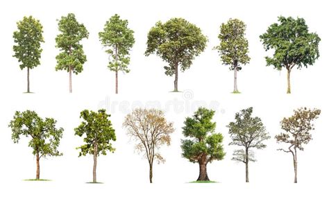 Collection Of Trees Isolated On White Background Tropical Trees