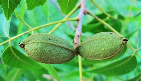 Maybe you would like to learn more about one of these? How This Summer's Hurricanes Impacted Pecan Crops in Texas