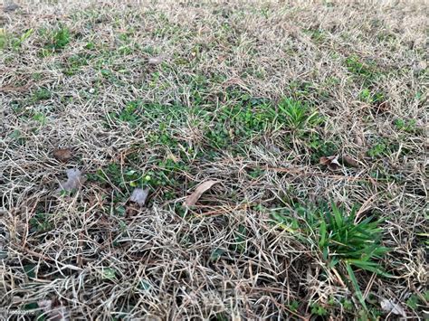 Green Common Chickweed Growing In Grass In A Warmseason Bermudagrass