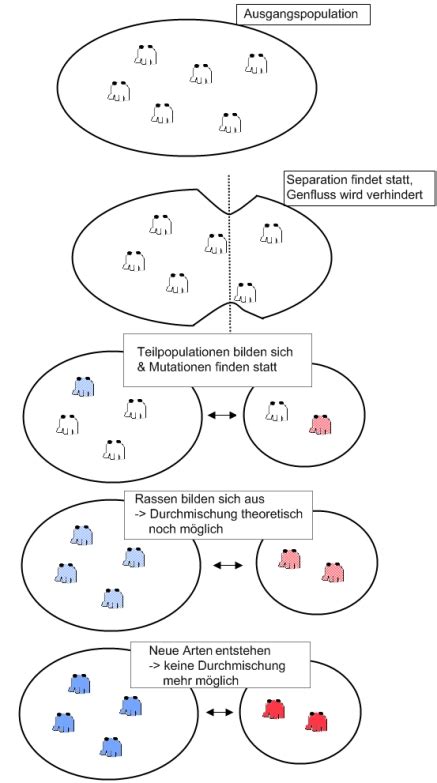 Die evolutionären konsequenzen von genfluss werden durch die räumliche gliederung der herkunftsquellen und somit seine genetische zusammensetzung bestimmt. Entstehung neuer Arten