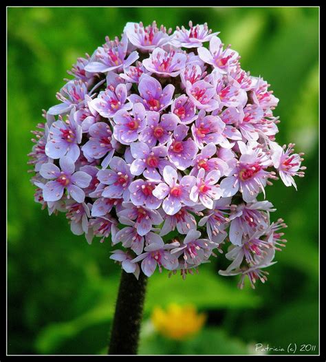 Paper pom poms are amazingly elegant for many different celebrations. Pom-pom...