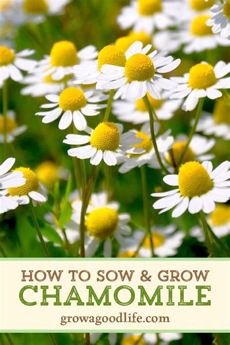 There's something very delicate and relaxing about it, and i think many of use are so i decided to make this chamomile tea guide, to answer any questions anyone might have about this wonderful herbal brew. Growing Chamomile for Tea | Chamomile growing, Spring ...