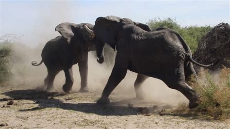 Elephants Fighting Video In Kerala Elephantfight Youtube