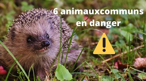 6 animaux communs menacés en France (#Animaux en voie de disparition
