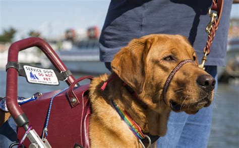 To become a service dog, the ada does not require any specific training. This Is the No. 1 Most Important Job of a Service Dog