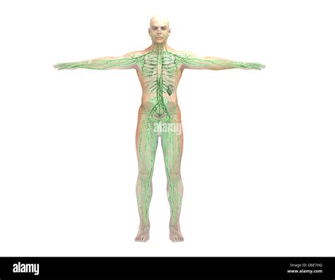 Anatomic Hi Res Stock Photography And Images Alamy