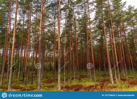 Forest With Slender Long Pines Stock Photo Image Of Landscape Fair