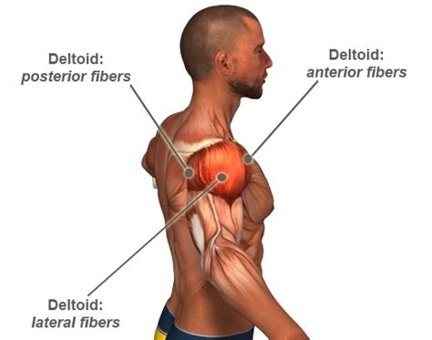 L location of the muscle l shape of the muscle l relative size of the muscle l muscles named by direction of fibers. Is it advisable to work out chest and shoulder muscle groups together? - Quora