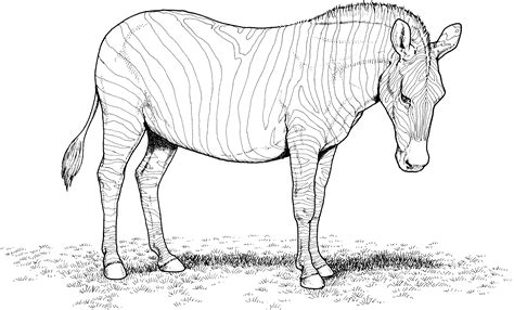 Add some color to the picture and bring the. Free Zebra Coloring Pages
