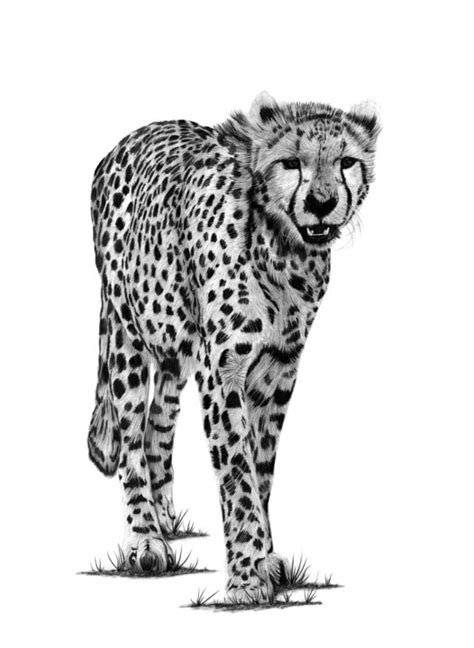 Cheetah Dibujo Por Paul Stowe Artmajeur