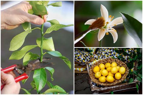 How To Grow A Giant Lemon Tree No Matter Where You Live Garden