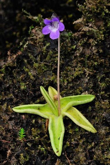 Common Butterwort 0580 Lcampbell
