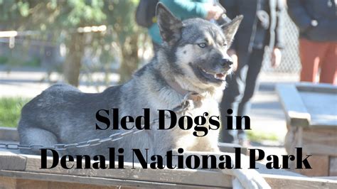 Sled Dogs Of Denali National Park Youtube