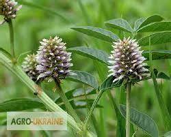 Солодка корень при диете Продам солодка, корень - купити солодка, корень — Agro-Ukraine Продам солодка, корень - купити солодка, корень — Agro-Ukraine Солодка корень при диете