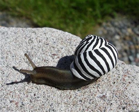 They hope the best for everyone… even those that hurt them. Snails With Pimped Out Shells - Barnorama