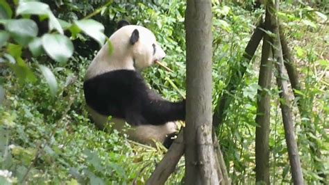 Chengdu Panda Youtube