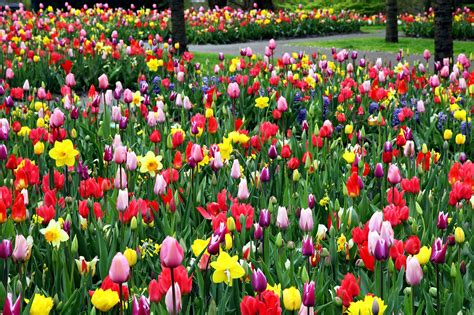 Bunga Tulip Warna Warni