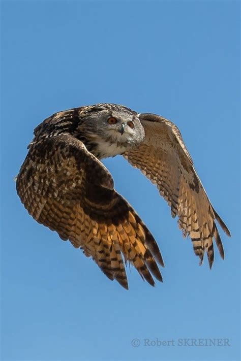 So Beautiful With Images Eurasian Eagle Owl Birds