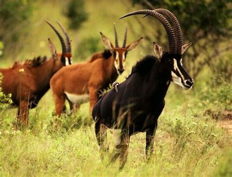 Hippotragus Niger Mbarapi Animals Niger Bovine