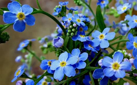Beautiful Forget Me Not Flowers 2k Wallpaper Download
