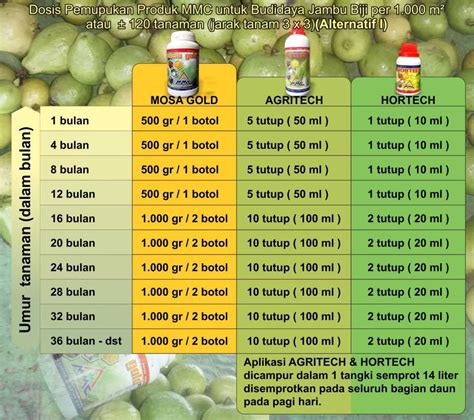 Tapi ketahuilah, tentu berbagai masalah yang terjadi pada tanaman buah jambu kristal memiliki solusinya. Cara Mengatasi Jambu Kristal Busuk - Cara Stek Jambu ...