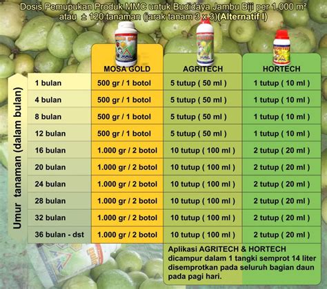 Bibit merupakan faktor utama dalam menentukan tingkat keberhasilan budidaya jambu. Cara Mengatasi Jambu Kristal Busuk - Cara Stek Jambu ...