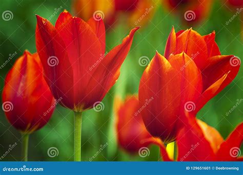 Close Up Of A Scarlet Tulip Stock Image Image Of Blooming Close