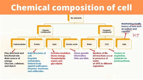 Chemical Composition Of Cell Bioelements Organic And Inorganic