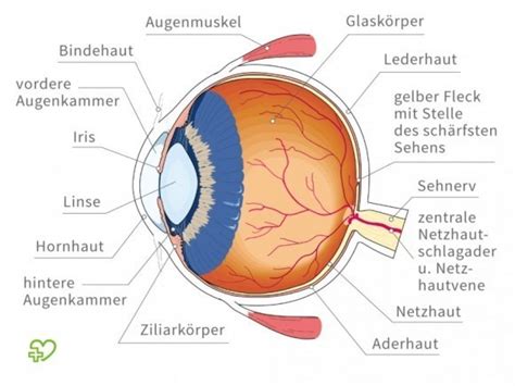 Insbesondere frauen sind durch das vorhandensein von strukturen wie vagina, gebärmutter und eierstöcke gekennzeichnet. Über das Auge | Augenarzt Bleiburg | Augenarzt-Ordination ...