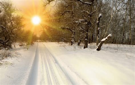 Sunny Winter Forest Wallpapers Sunny Winter Forest Stock