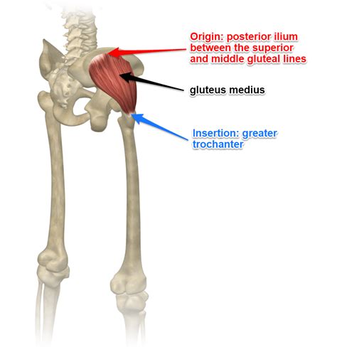 The Gluteus Medius Muscle Human Muscle Anatomy Body Anatomy Anatomy
