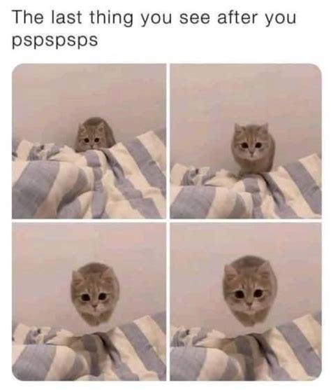 Funny Cat Memes And Pictures 32 Pics