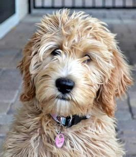 Click for more information about our dogs! Faithful Doodles Labradoodles | Southern California Los ...