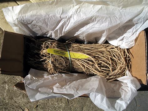 Jun 16, 2018 · all she could do was lie in bed or on the couch. Planting Asparagus from Crowns - SeedMoney
