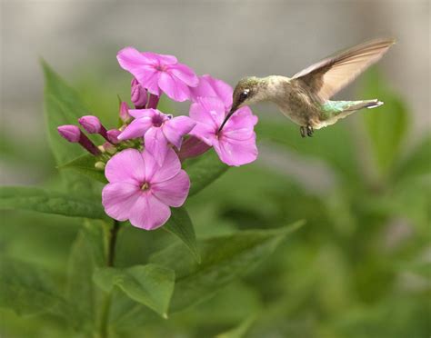 Sweet Taste of Nectar - what's more beautiful than a humming bird and