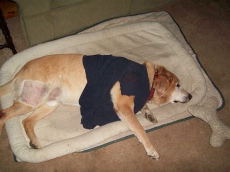 If you were just told by your veterinarian that your dog has a mass in the spleen. Hemangiosarcoma in Dogs: Is There Any Hope? (With images ...