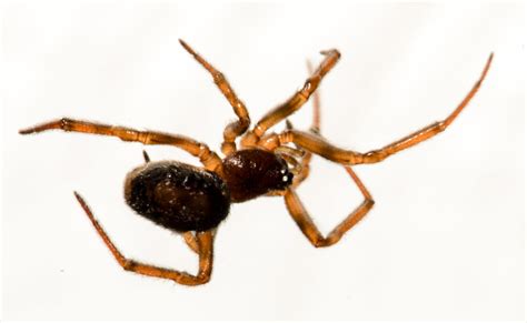 The white spider represents purity, absolute happiness, and rebirth. spider-6 | Small spider hanging from a web on the ceiling ...