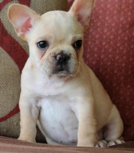 I have french bulldog puppies for sale with akc, fci, uku, ica, and ckc pedigrees, depending on the. AKC French Bulldog Puppies for Sale in Milwaukee ...