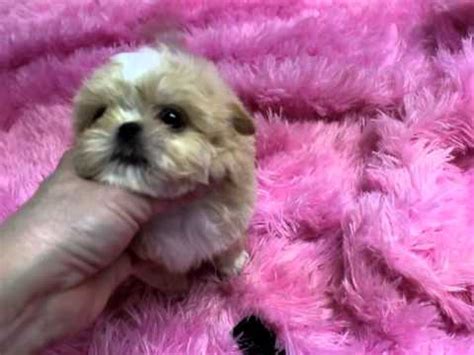 A cross between a shih tzu and a toy poodle. IMPERIAL SHIH TZU PUPPIES, IMPERIAL SHIH TZU PUPPIES FOR ...