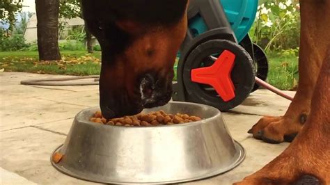 We did not find results for: Doberman Eating Dry Food In Slow Motion - YouTube