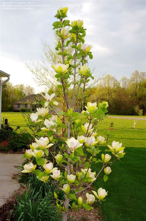 Magnolia X ‘sunsation Kiefer Nursery Trees Shrubs