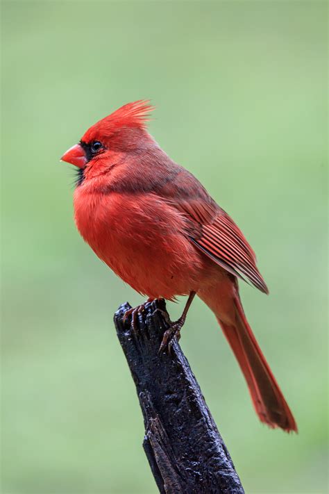Northern Cardinal Male T Kahler Photography