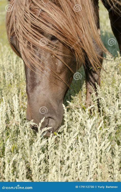 Portrait Of A Wild Horse Stock Photo Image Of Horse 179112730