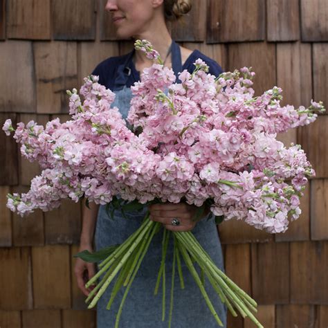 Stock Malmaison Pink Floret Flower Farm
