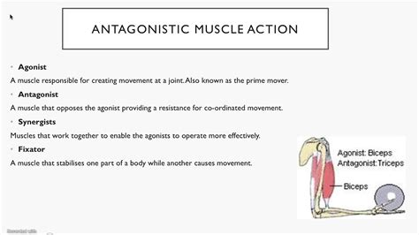 Antagonistic Muscle Pairs Youtube