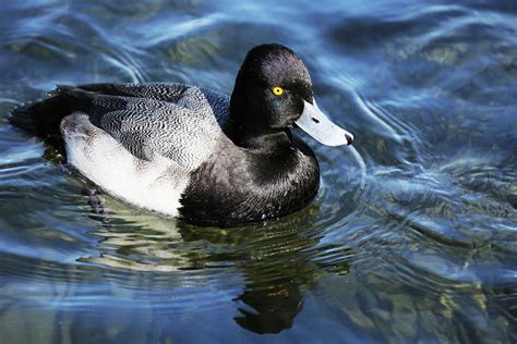 Blue Bill Greater Scaup Drake Photograph By Michael Peak Pixels
