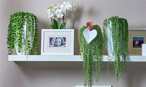 Le piante pendenti da interno sono molto decorative. Fino a 69% su Piante pensili | Groupon