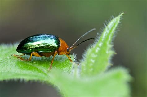 12 Unbelievable Beetle Species